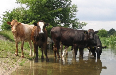Cattle at the river