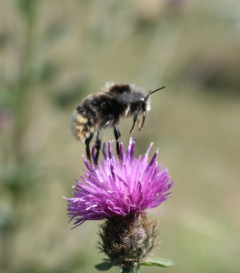 Bee on Knapweed