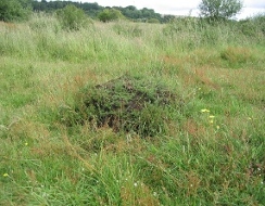 Meadow Ant hill